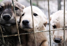 “Urfa sokaklarında köpek kalmadı”
