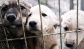 “Urfa sokaklarında köpek kalmadı”
