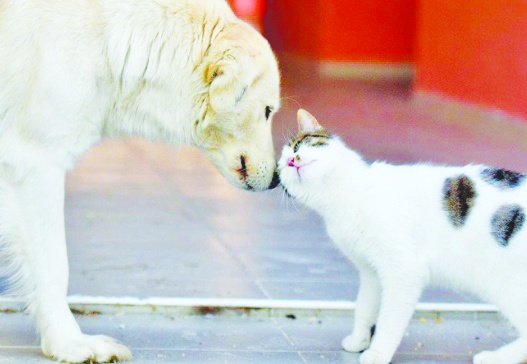 Türk Tabipleri Birliği: Ülkemizde toplu hayvan itlafı tartışmalarını kaygıyla izliyoruz