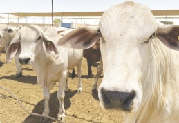 Satılamayan kurbanlıkları Et ve Süt Kurumu satın alacak