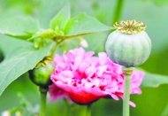 10 yılda uyuşturucu kullanımı yüzde 20 arttı