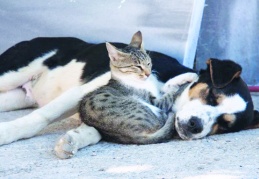 Avrupa Birliği, kedi ve köpeklerin refahı için yasa hazırlıyor