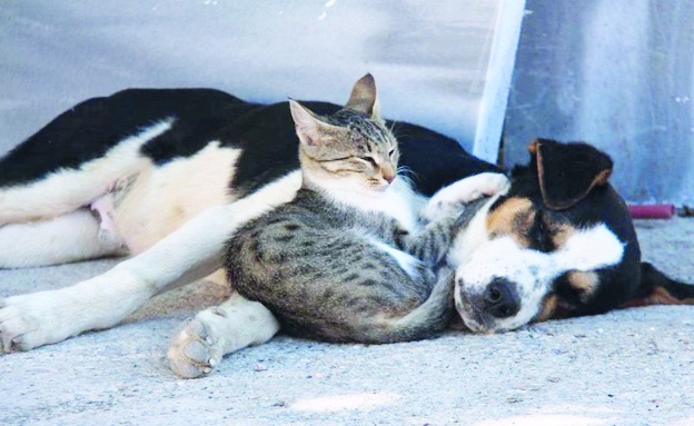Avrupa Birliği, kedi ve köpeklerin refahı için yasa hazırlıyor