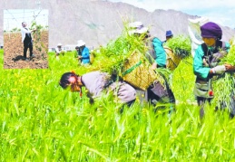 Önümüzdeki sene boş tarlaların sayısı artacak