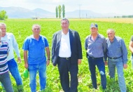 İhracat olmazsa patates komple dökülür, üretici tarladan çekilir