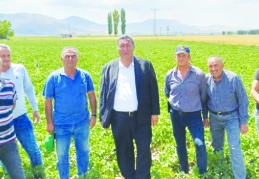 İhracat olmazsa patates komple dökülür, üretici tarladan çekilir