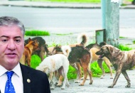 CHP'li Emir: "Ötanazi" adı altında sokak hayvanlarını katledecekler”
