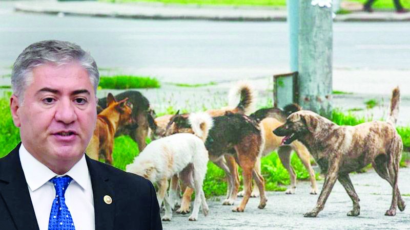 CHP'li Emir: "Ötanazi" adı altında sokak hayvanlarını katledecekler”