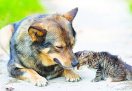 HAKİM: Ötanazi adı altında tüm hayvanlar öldürülecek