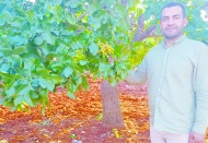 Fıstıkta boş oranı yüzde 50’ye yaklaştı
