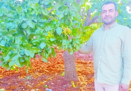 Fıstıkta boş oranı yüzde 50’ye yaklaştı