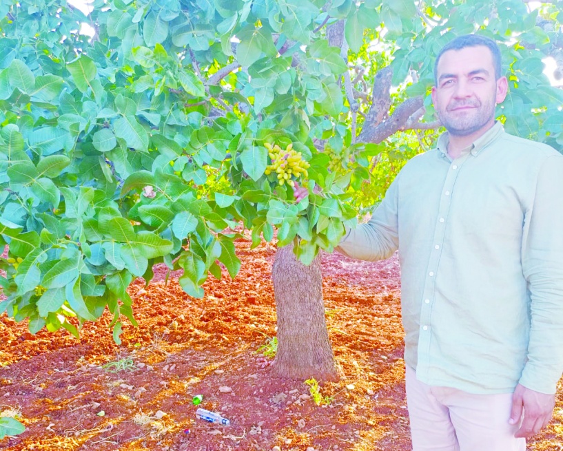 Fıstıkta boş oranı yüzde 50’ye yaklaştı