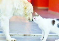 İstanbul Barosu Hayvan Hakları Merkezi: Vermediğiniz canı alamazsınız