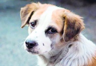 Muhalefet katliama top yekun “HAYIR” diyecek