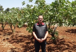 Yeşil altında hasat başlıyor
