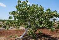 Kilisli üretici yüksek rekolte bekliyor