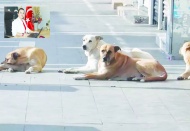 Ötanazi hayvanlara  zulümdür, itlaftır!..