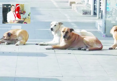 Ötanazi hayvanlara  zulümdür, itlaftır!..