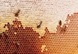 Bal ihracatı 17 milyon doları aştı