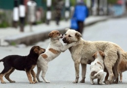 Köpekleri öldürmeyen belediyecilere hapis cezası verilecek