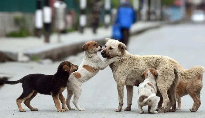 Köpekleri öldürmeyen belediyecilere hapis cezası verilecek