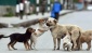 Köpekleri öldürmeyen belediyecilere hapis cezası verilecek