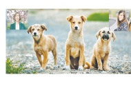 Ülkenin itibarı zedelenir, toplumda  şiddetin daha çok artmasına neden olur