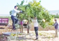 Kilis’te boz fıstık hasadı başladı