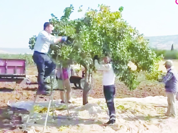 Kilis’te boz fıstık hasadı başladı