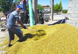 Çiftçi, tüccar ve stokçulara mahkum ediliyor