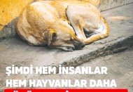 Şimdi hem insanlar hem hayvanlar daha büyük tehlike altında