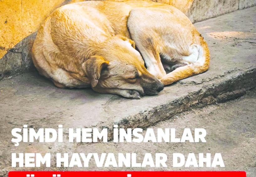 Şimdi hem insanlar hem hayvanlar daha büyük tehlike altında