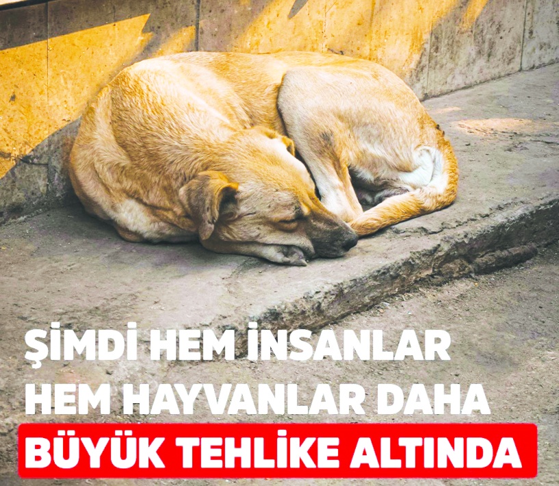 Şimdi hem insanlar hem hayvanlar daha büyük tehlike altında
