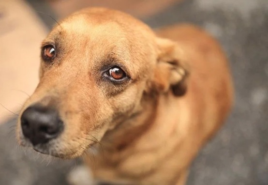 CHP ve DEM’li belediyeler ‘Kısırlaştır, aşılat, yerinde yaşat’ modelini benimseyecek