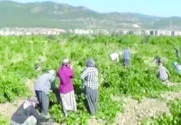 İslahiye’de sofralık üzüm hasadı başladı