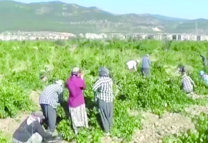 İslahiye’de sofralık üzüm hasadı başladı