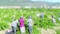 İslahiye’de sofralık üzüm hasadı başladı