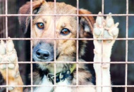 Sokak köpeklerine yönelik tartışmalı kanun, bu gece yürürlüğe girdi
