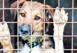 Sokak köpeklerine yönelik tartışmalı kanun, bu gece yürürlüğe girdi