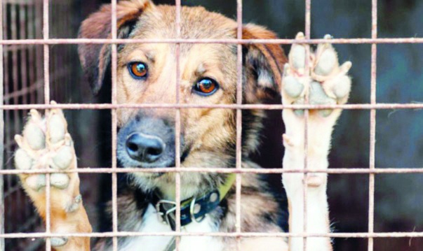 Sokak köpeklerine yönelik tartışmalı kanun, bu gece yürürlüğe girdi