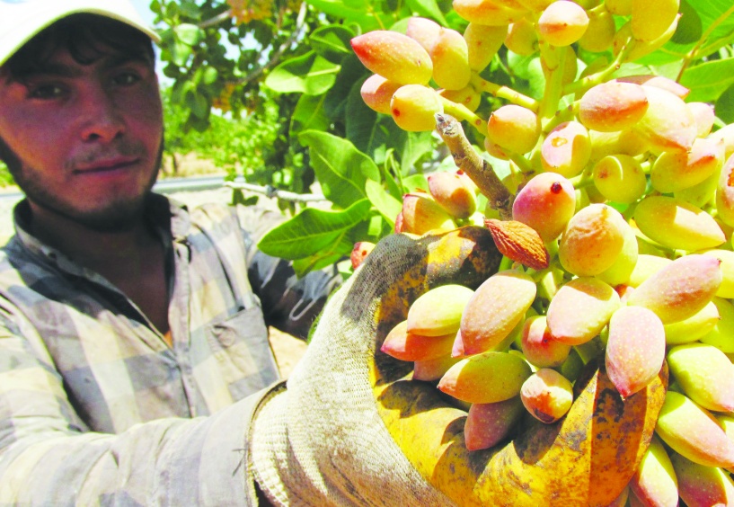 Devlet, çay, fındık ve Antepfıstığı  üreticisini tüccarın eline bırakıyor