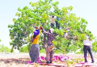 Fıstık üreticisi isyan ediyor ama sesini duyan kimse yok