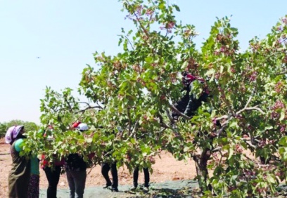 Son yılların en yüksek rekoltesi bekleniyor, ama fiyatlar düştü