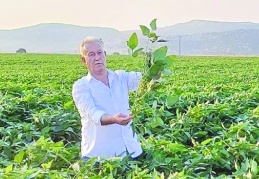 Bu yıl bin dönüm alanda soya fasulyesi ekildi