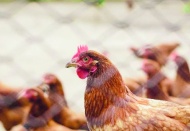 Tavuk eti ve yumurta üretimi haziranda azaldı