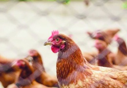 Tavuk eti ve yumurta üretimi haziranda azaldı