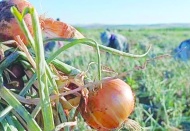 Çiftçinin anası da babası da dedesi de yedi sülalesi de ağlıyor