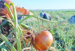 Çiftçinin anası da babası da dedesi de yedi sülalesi de ağlıyor