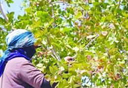 Diyarbakır'da da fıstık hasadı başladı