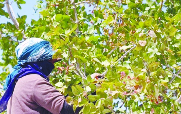 Diyarbakır'da da fıstık hasadı başladı